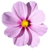 💐