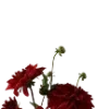 🥀