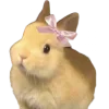 🐰