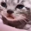 😿