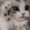 🐱