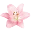 🌸