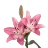 🌺