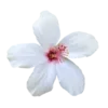🌸