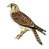 🦅