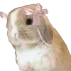 🐰