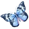 🦋