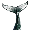 🐋