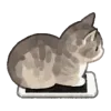 🐈