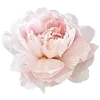 🌸