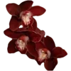 🌹