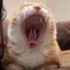 😮