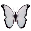 🦋