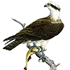 🦅
