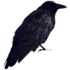 🐦‍⬛