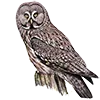 🦉