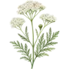 🌿