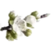 🌱