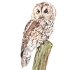 🦉