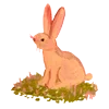 🐇