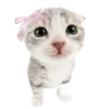 🐱