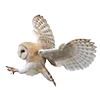 🦉
