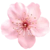 🌸