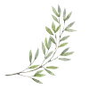 🌿