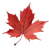 🍁