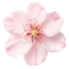 🌸