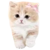 🐈