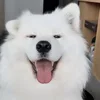 🐶