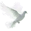 🕊