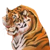 🐯
