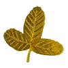 🍃