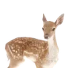 🦌