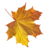 🍁