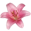 🌸