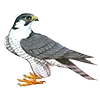 🦅