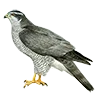 🦅