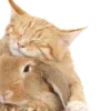 🐱