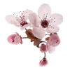 🌸
