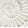🐚