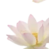 🌸