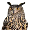 🦉