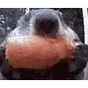 🐹