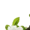💚