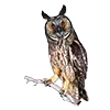 🦉