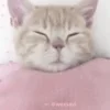 😴