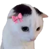 😿